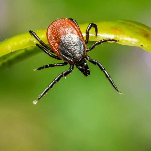 Mosquito Barrier Canada’s Premier Mosquito and Tick Repellent    4.7L