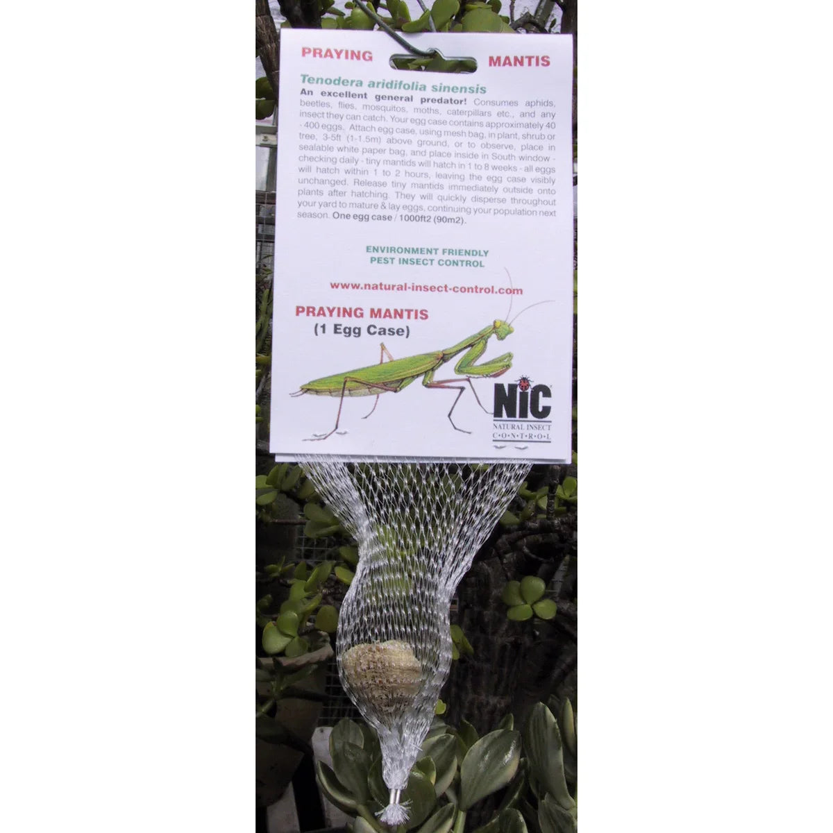 Praying Mantis Natural Insect Control Egg Case