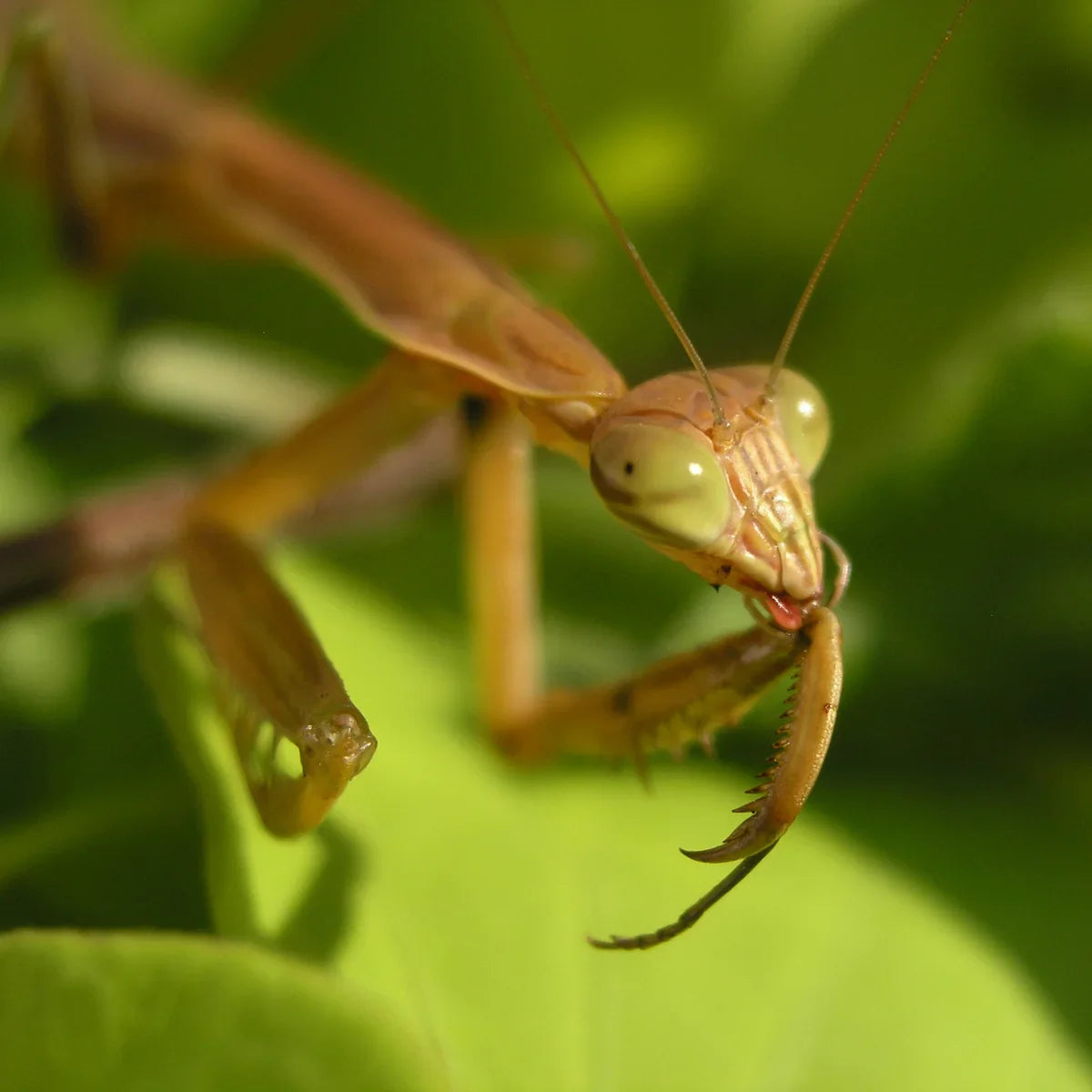 Praying Mantis Natural Insect Control Egg Case