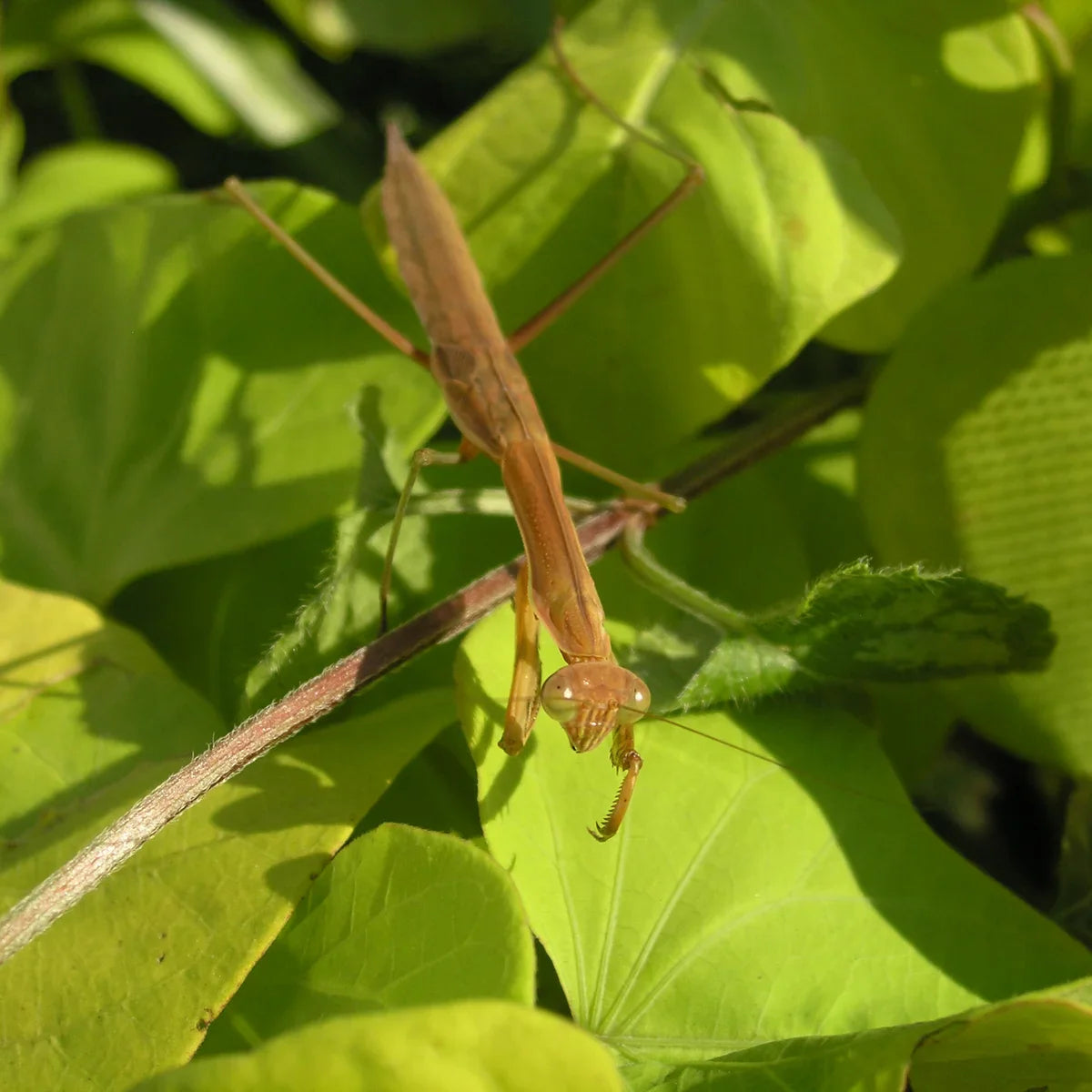 Praying Mantis Natural Insect Control Egg Case