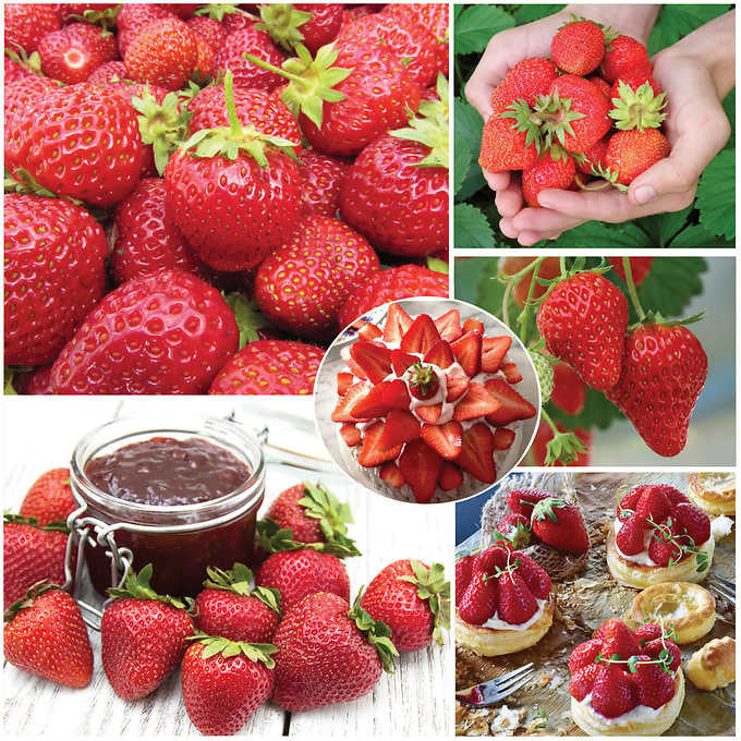 Horticana: Strawberry Patch